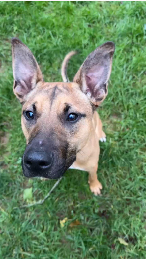 Photo de l'animal à adopté