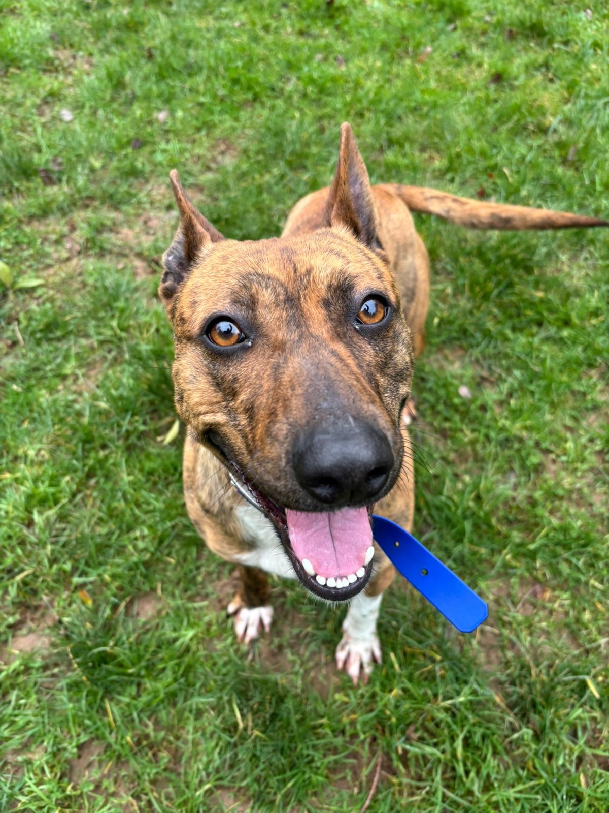 Photo de l'animal à adopté