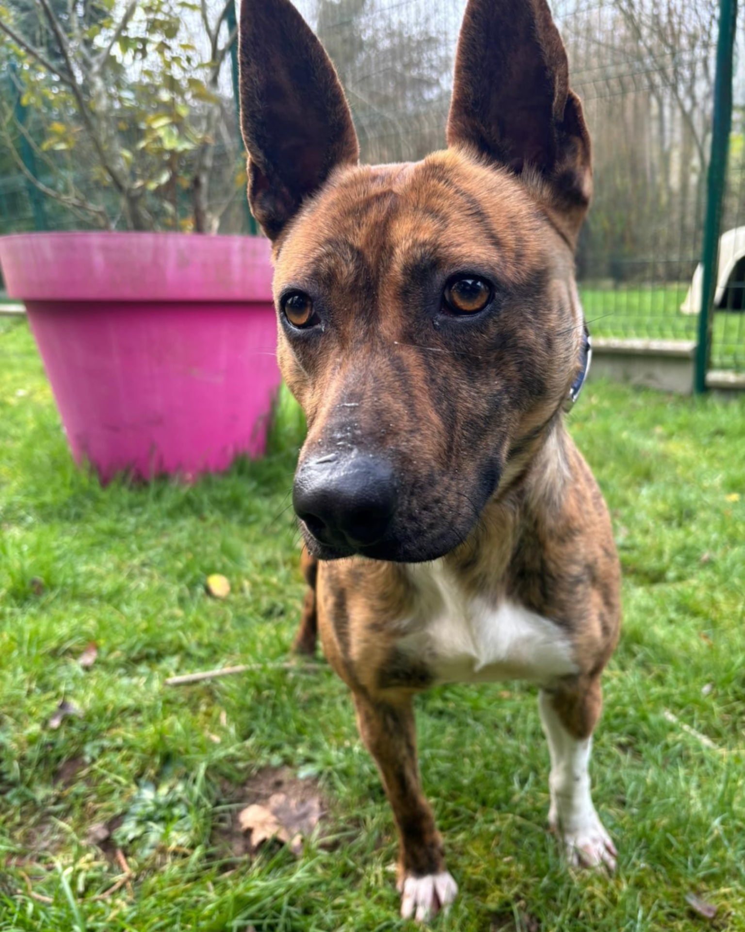 Photo de l'animal à adopté