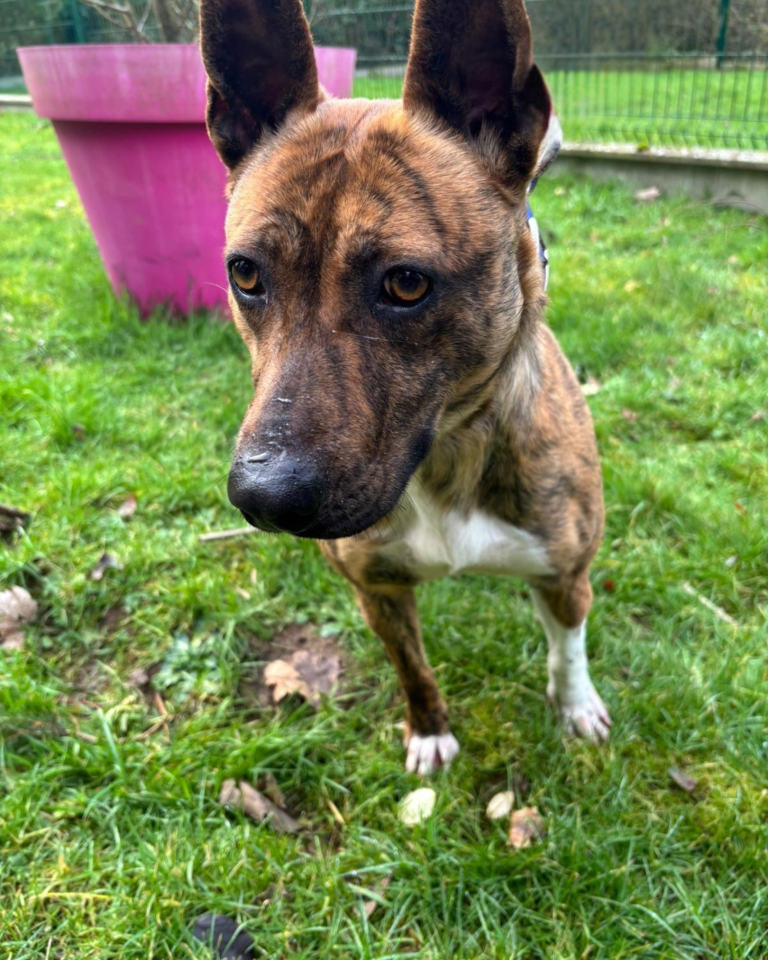 Photo de l'animal à adopté