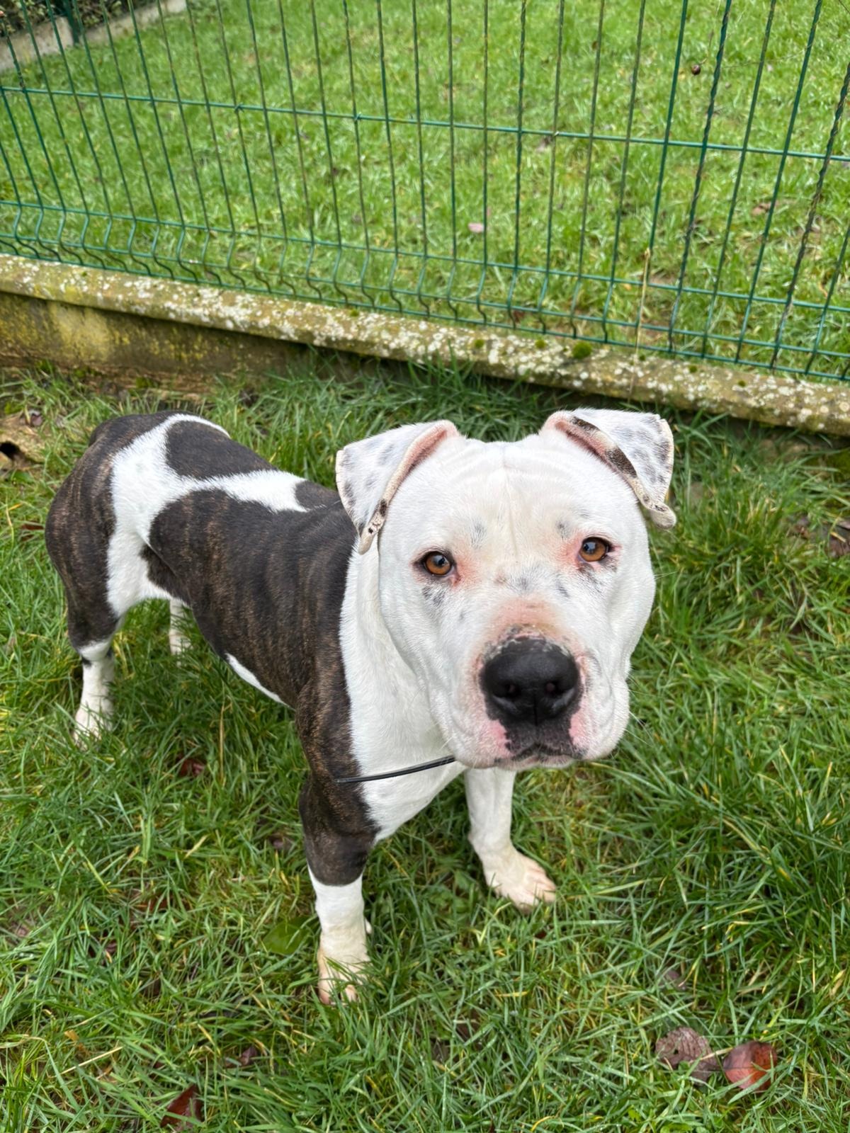 Photo de l'animal à adopté