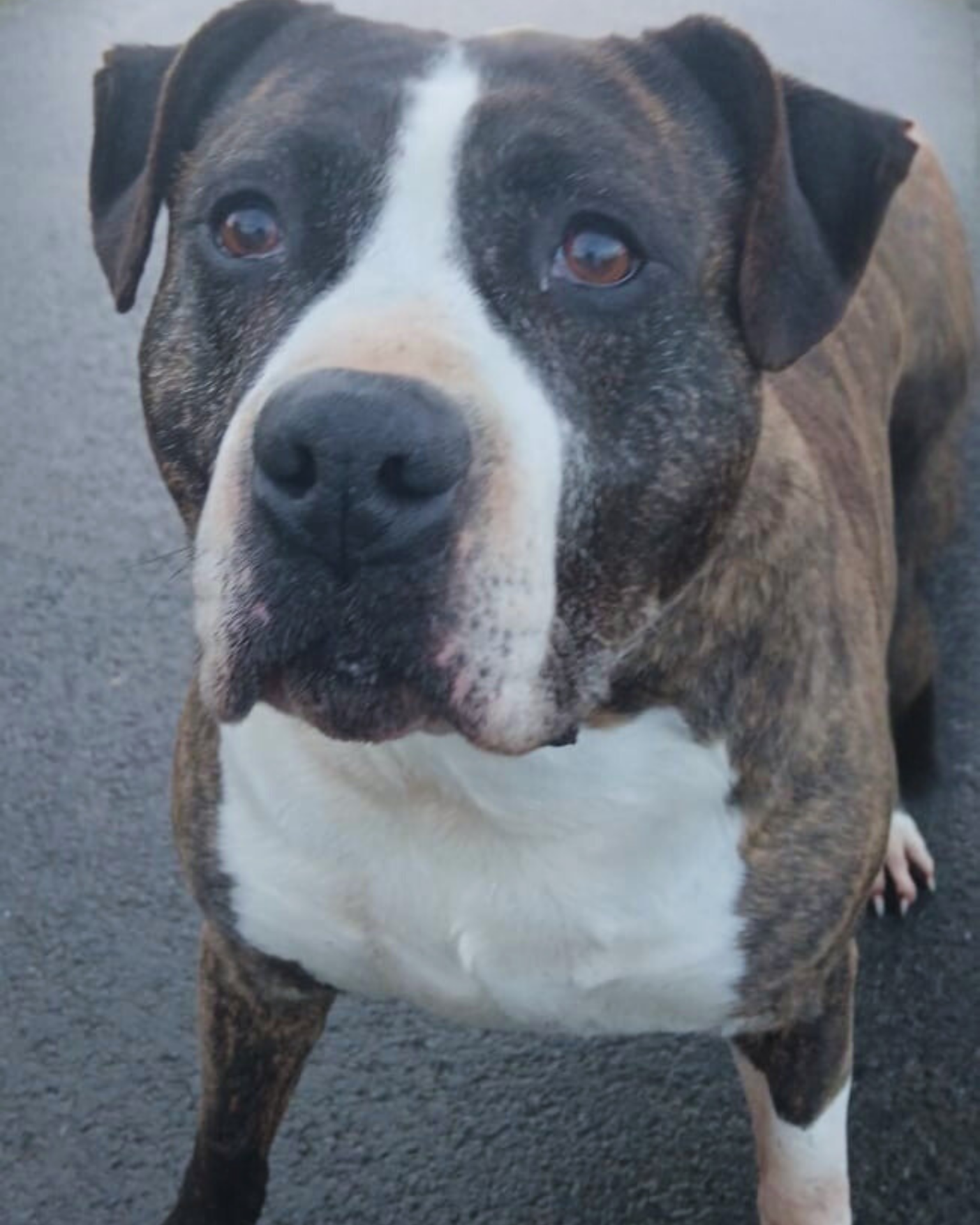 Photo de l'animal à adopté