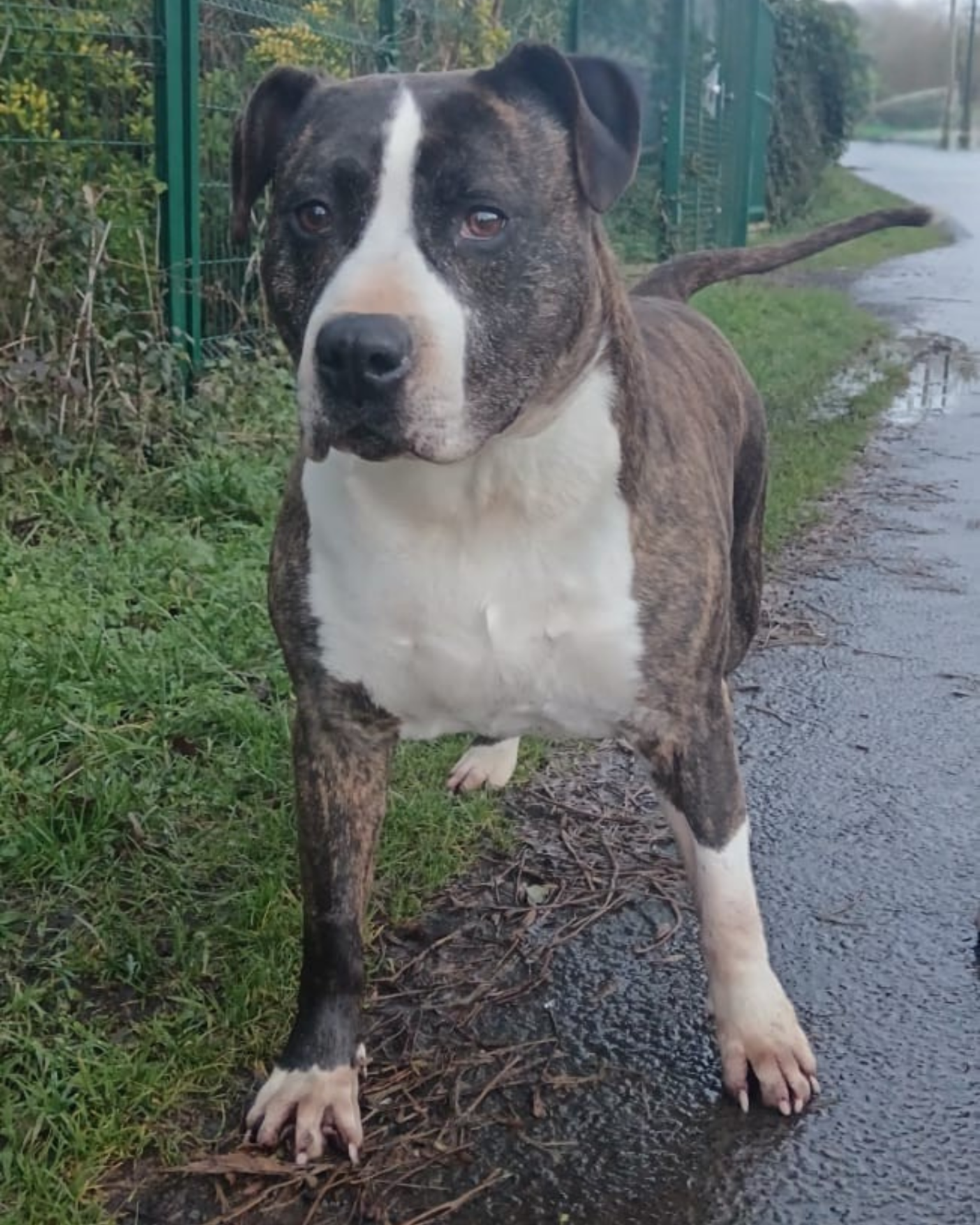 Photo de l'animal à adopté