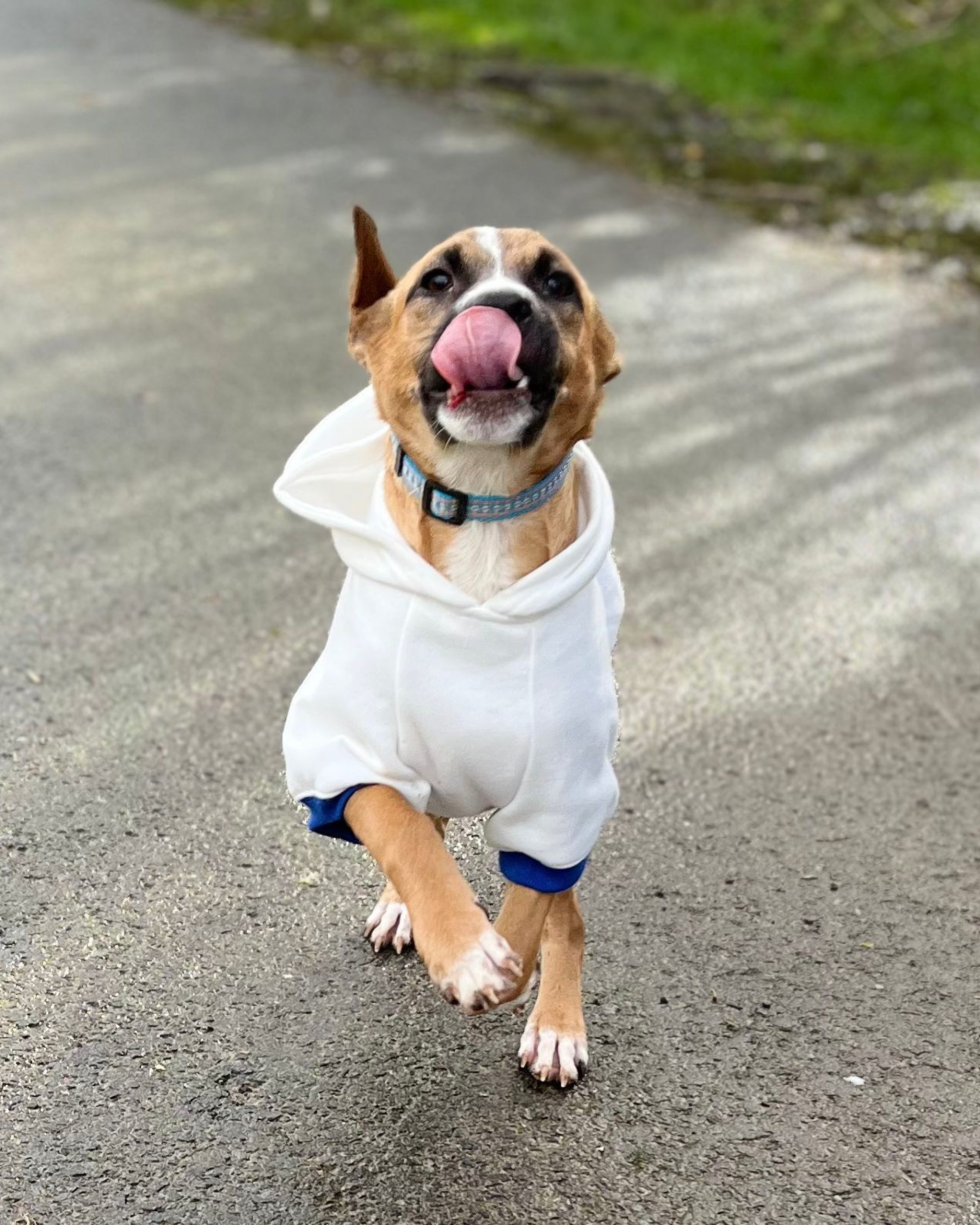 Photo de l'animal à adopté