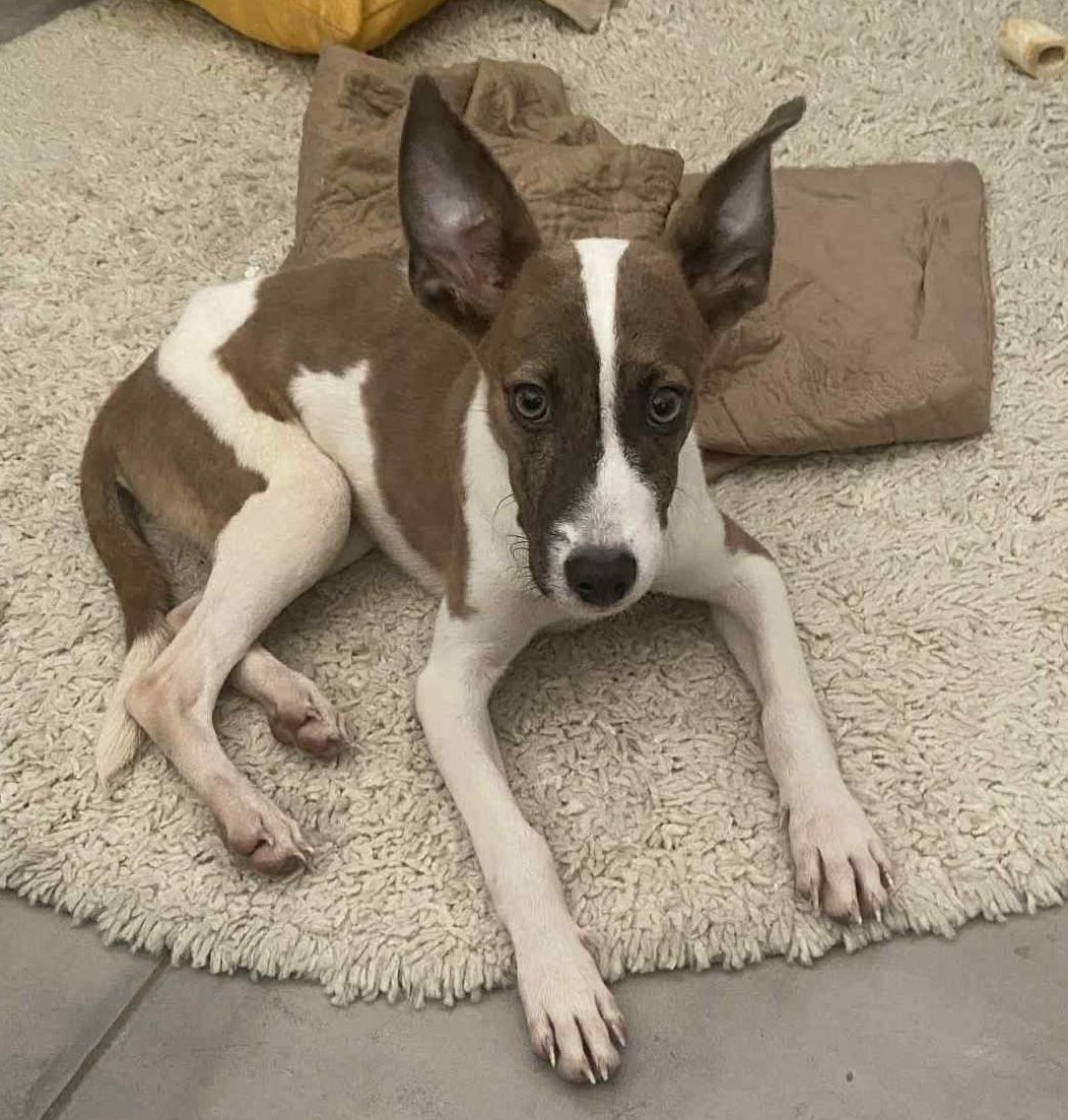 Photo de l'animal à adopté