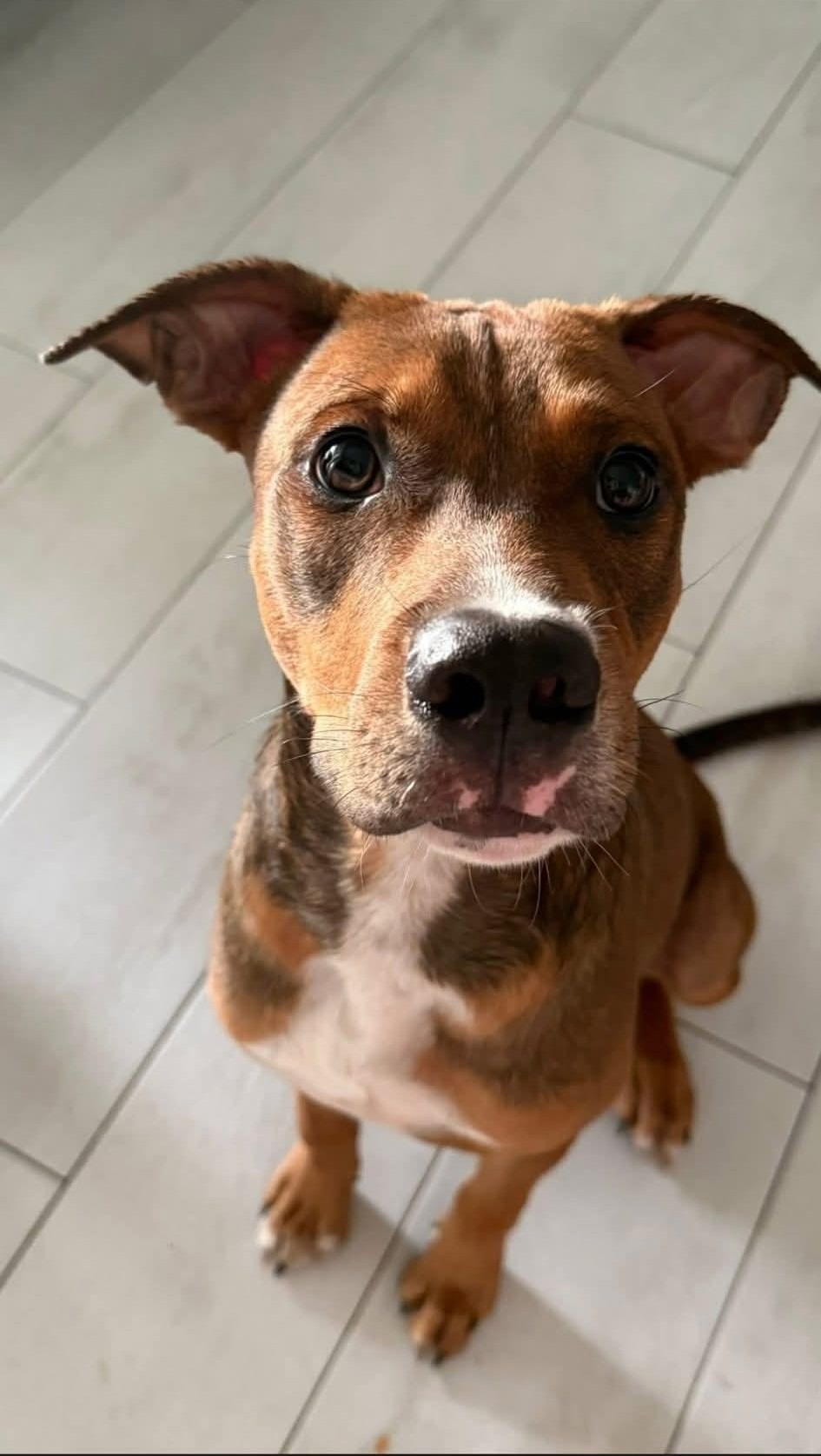 Photo de l'animal à adopté