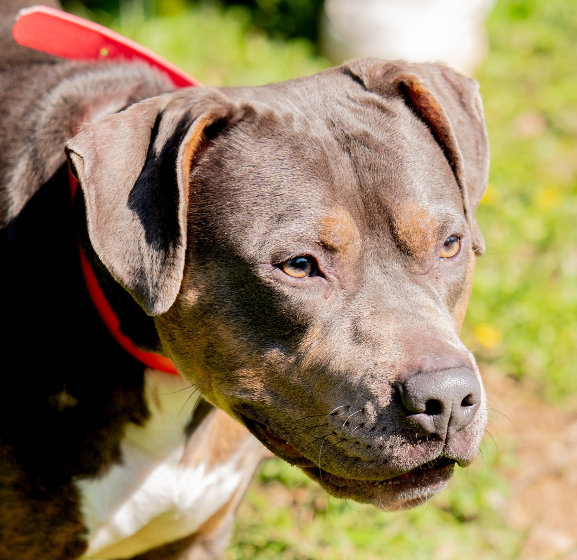 Photo de l'animal à adopté