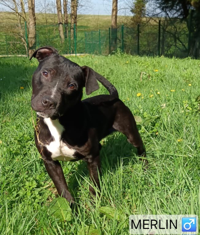 Photo de l'animal à adopté