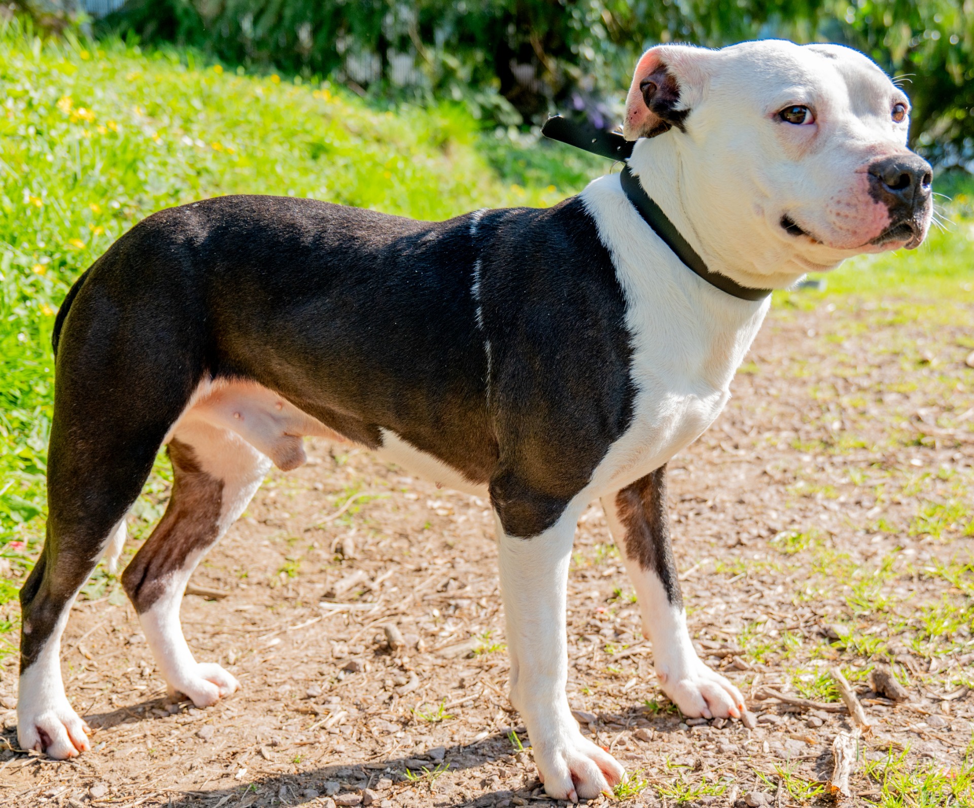 Photo de l'animal à adopté