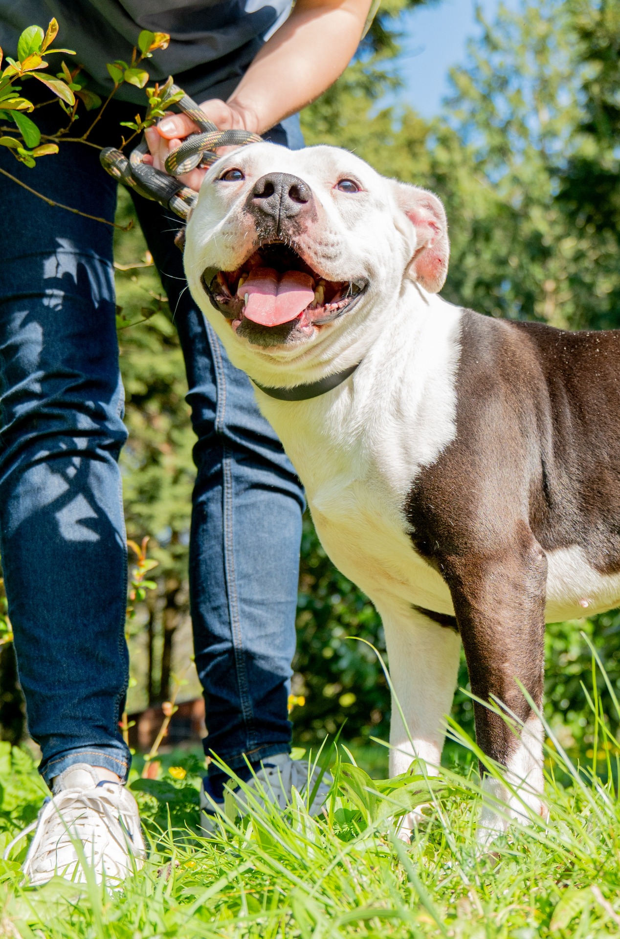 Photo de l'animal à adopté