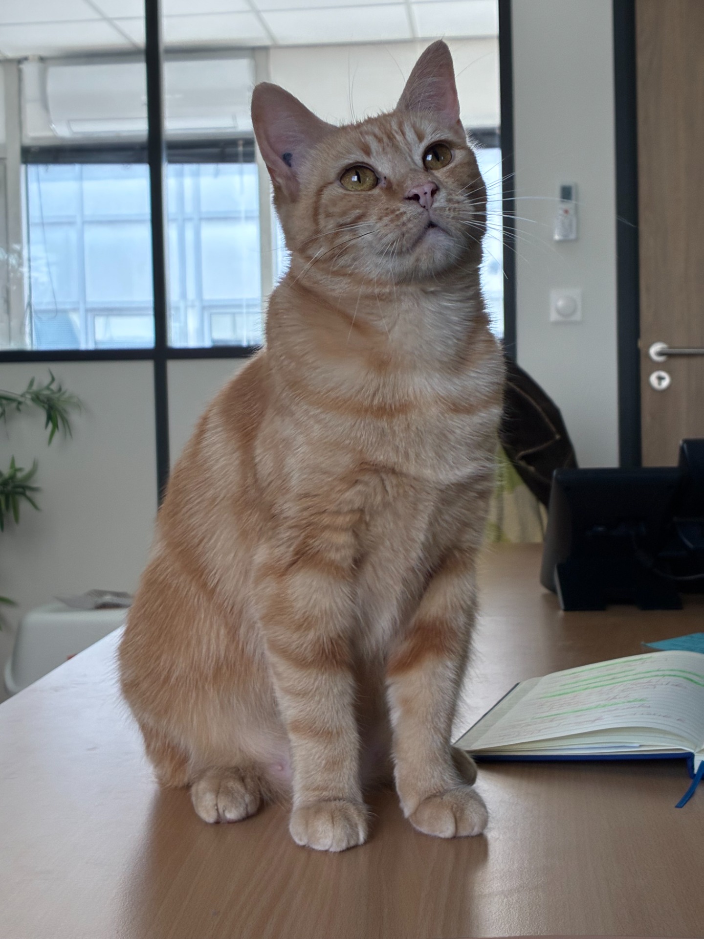 Photo de l'animal à adopté