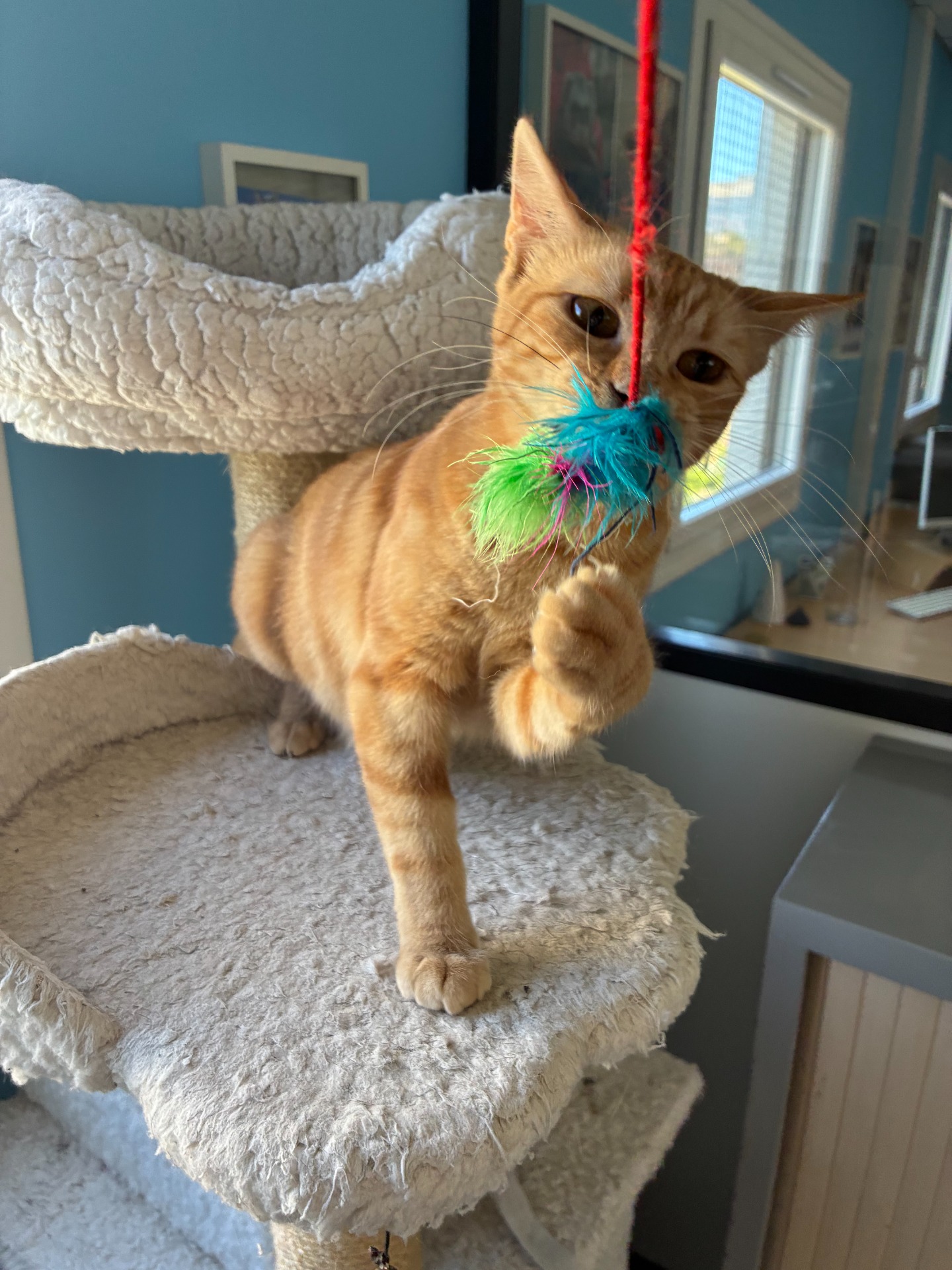 Photo de l'animal à adopté