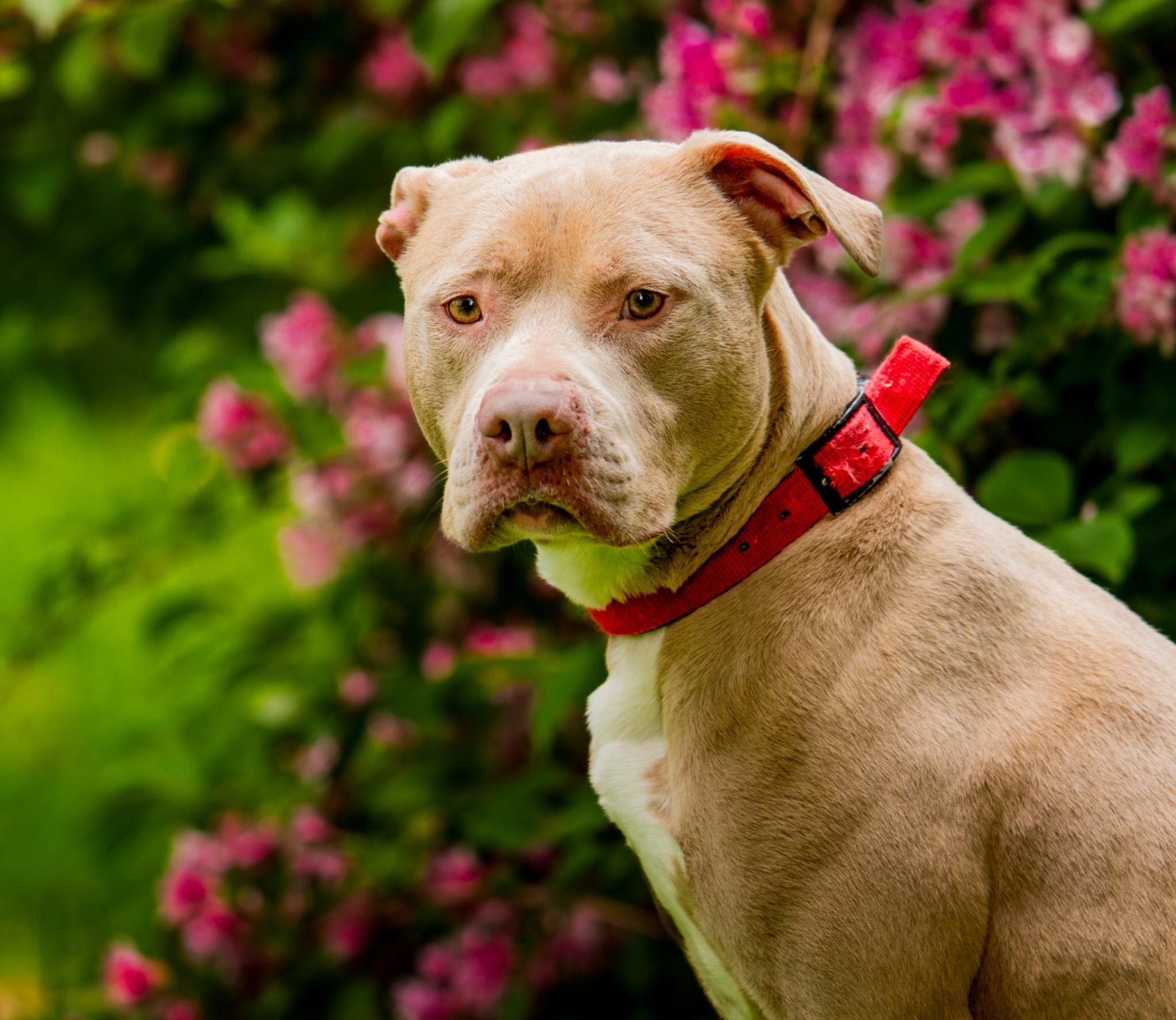 Photo de l'animal à adopté