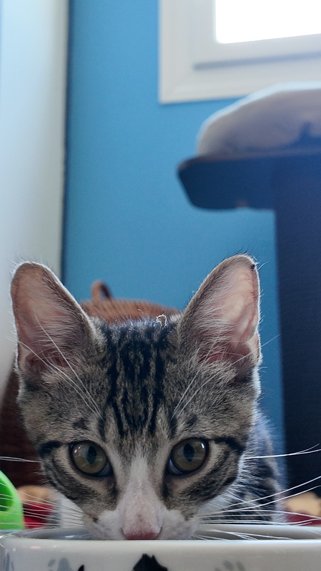 Photo de l'animal à adopté