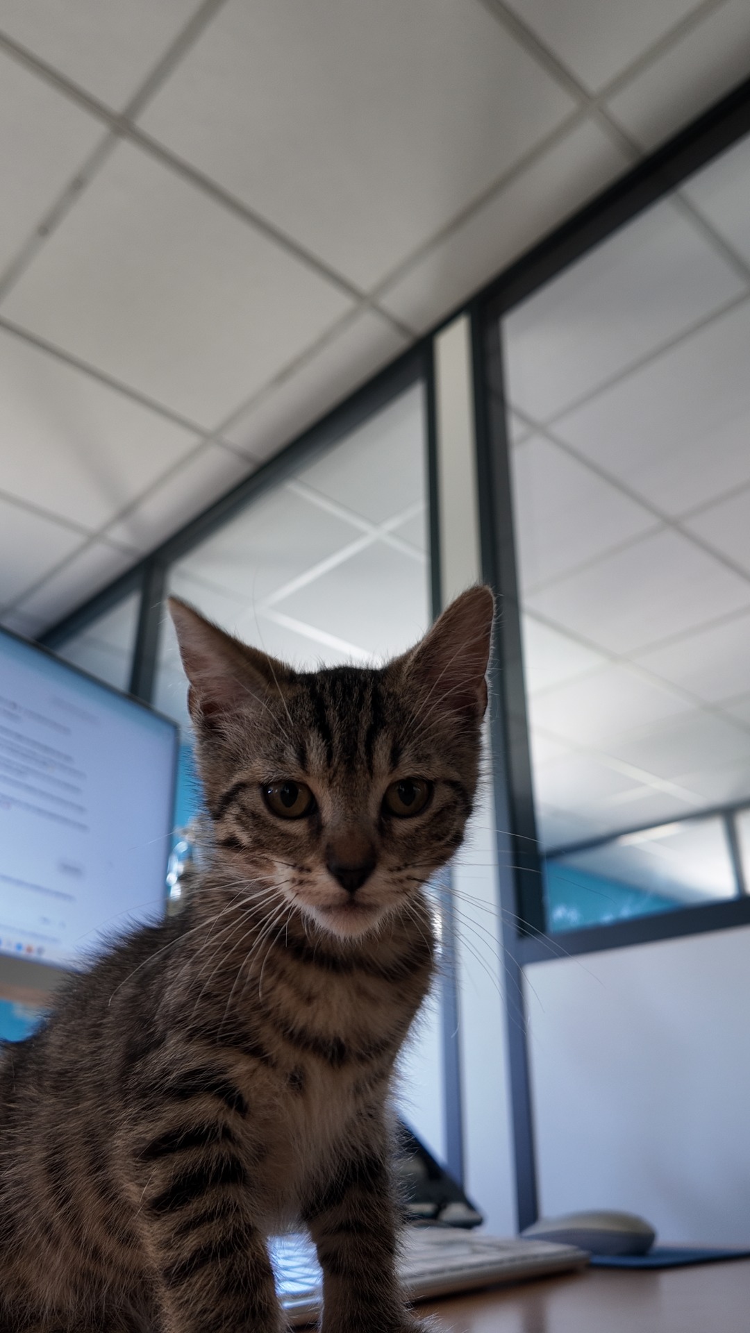 Photo de l'animal à adopté