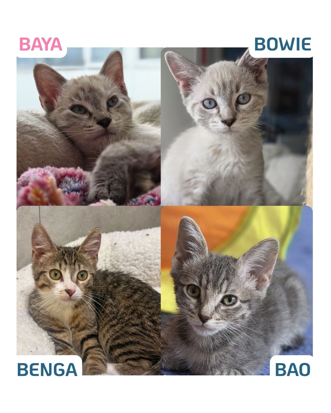 Photo de l'animal à adopté