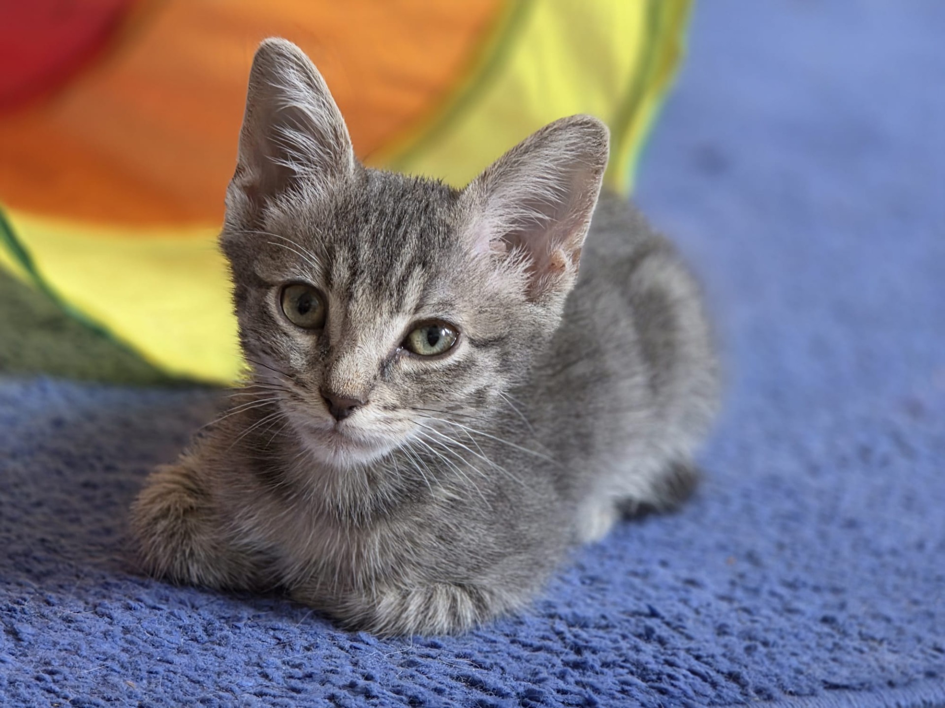 Photo de l'animal à adopté