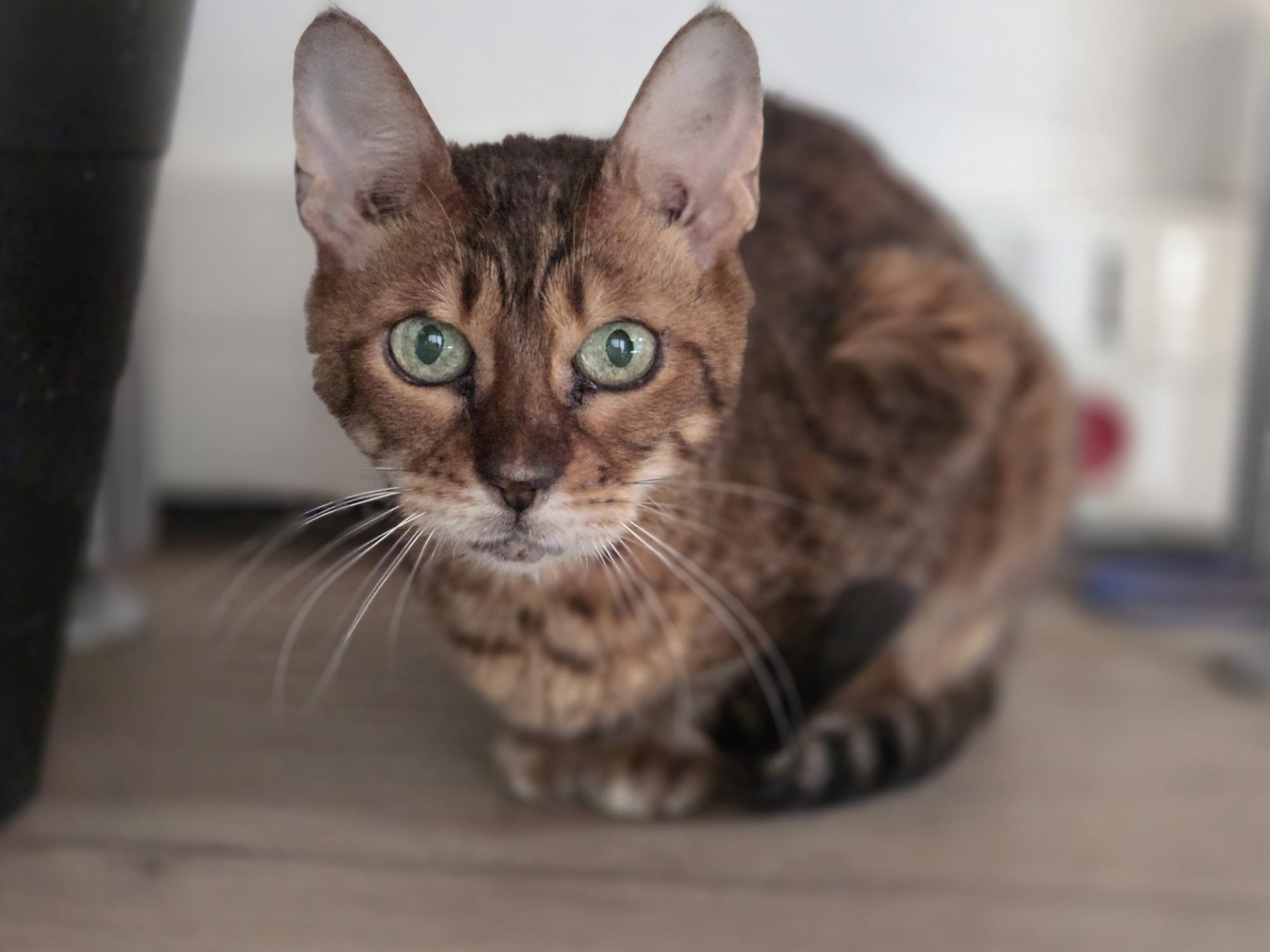 Photo de l'animal à adopté