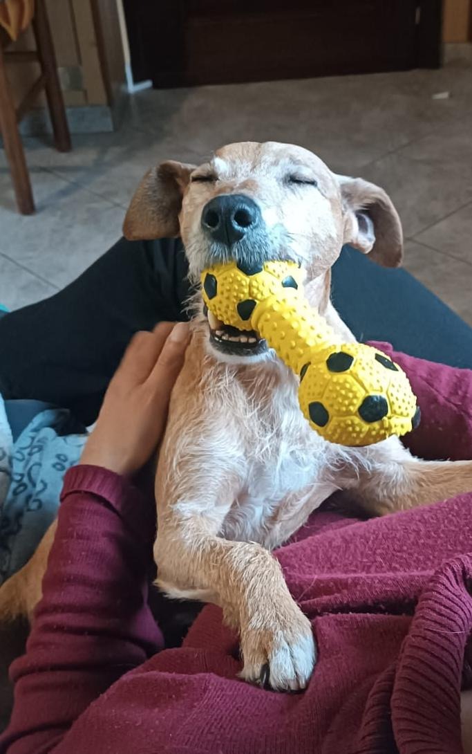 Photo de l'animal à adopté