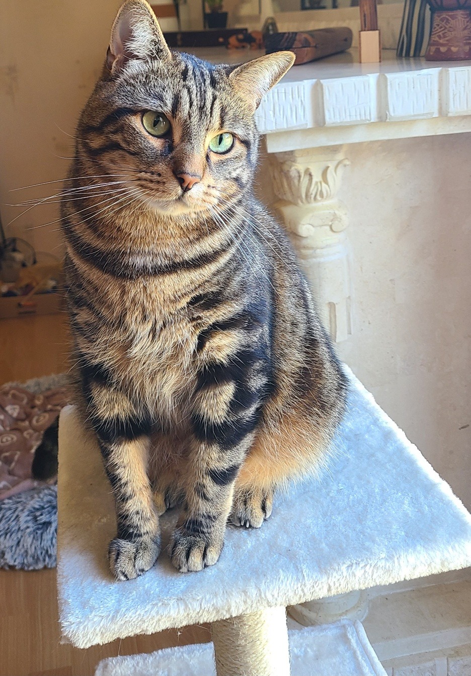 Photo de l'animal à adopté