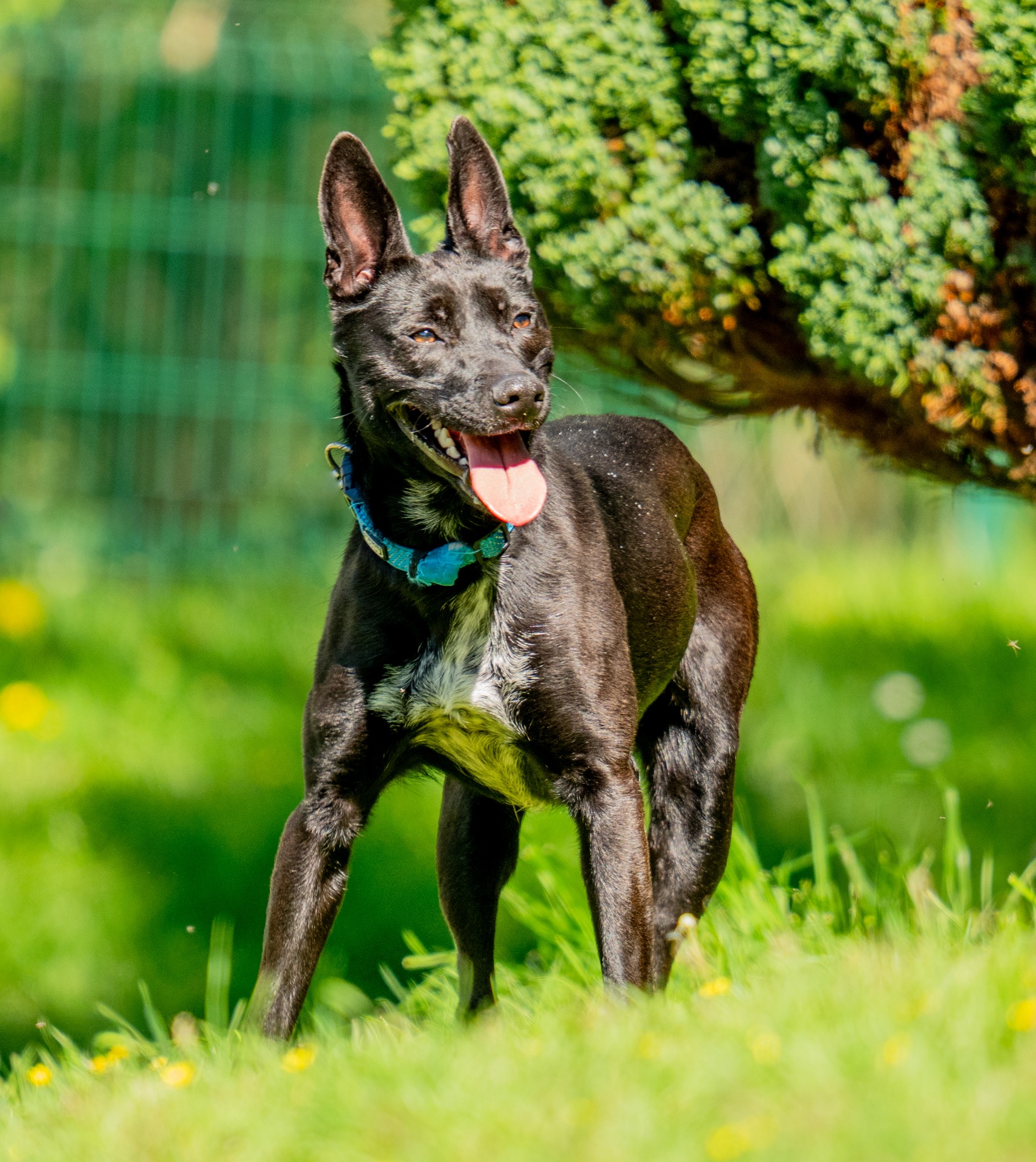 Photo de l'animal à adopté