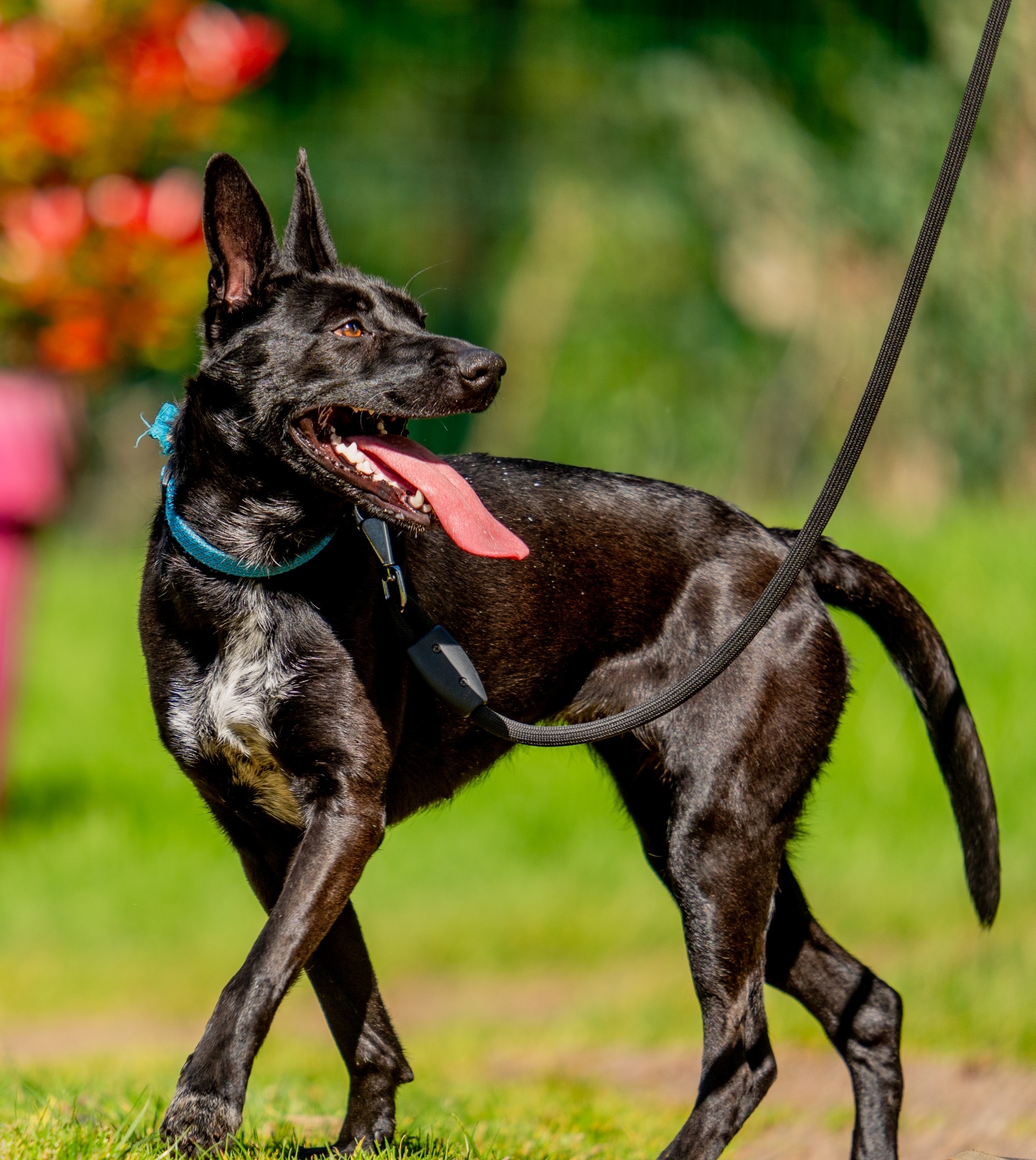 Photo de l'animal à adopté