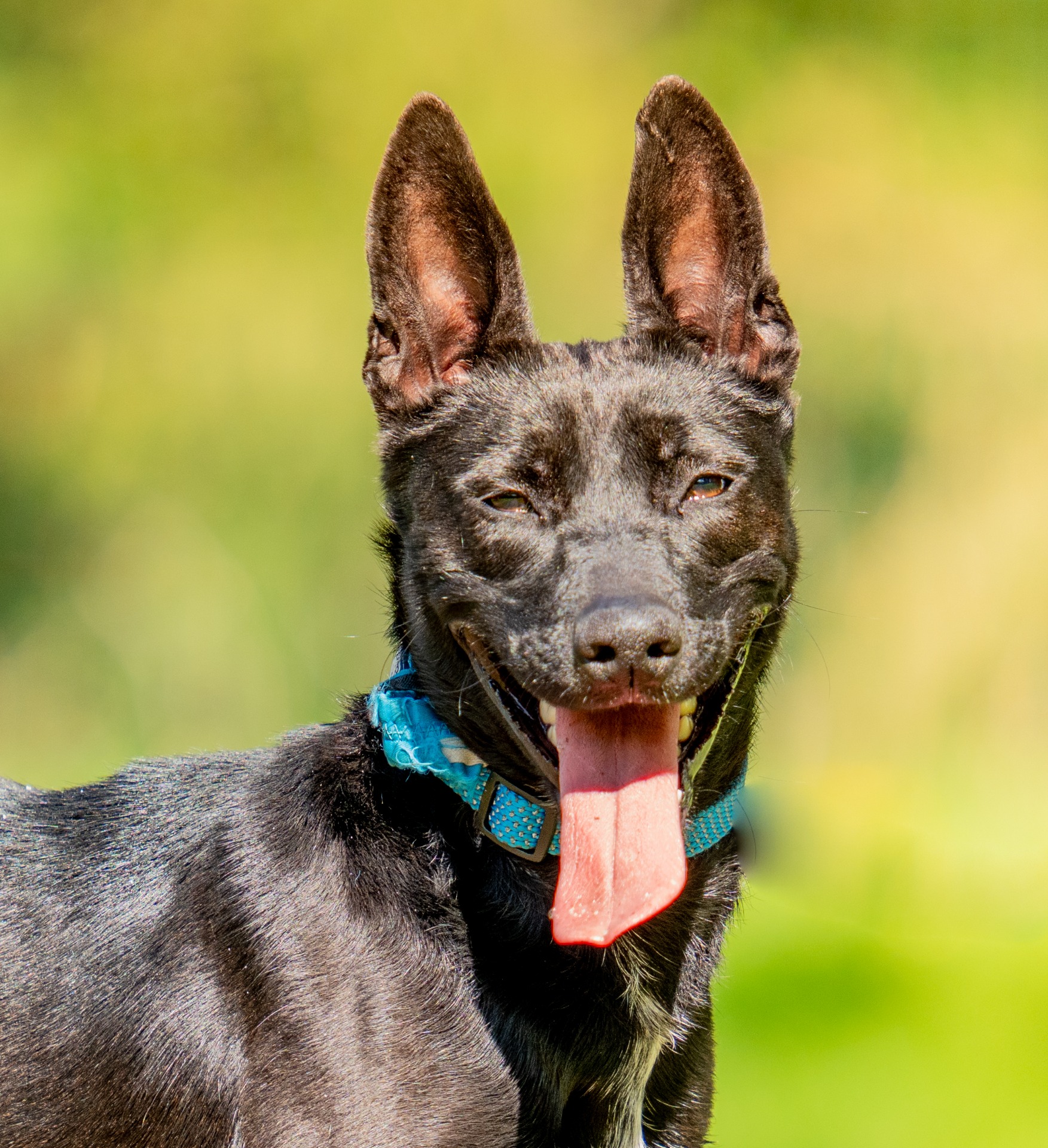 Photo de l'animal à adopté
