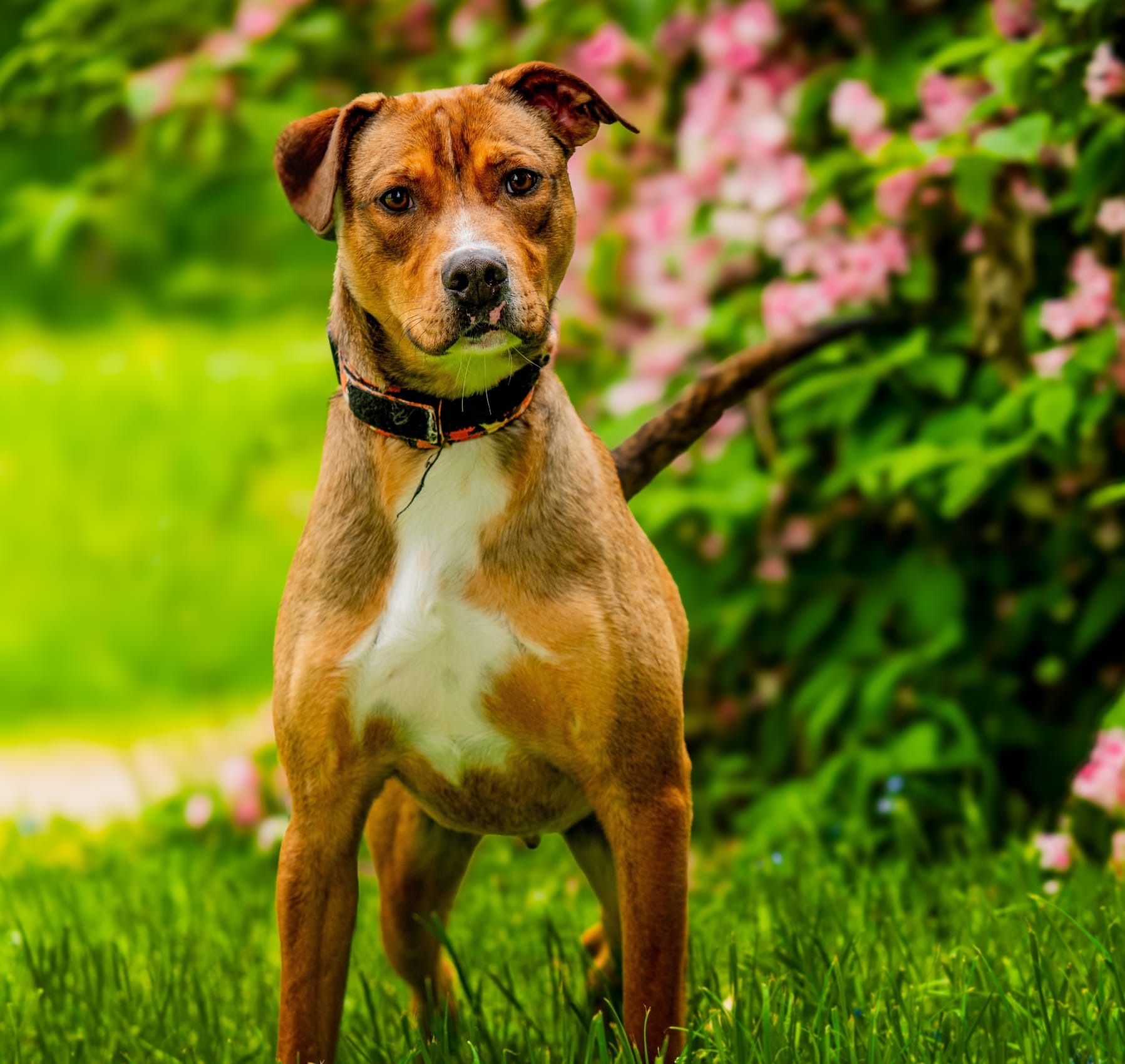 Photo de l'animal à adopté