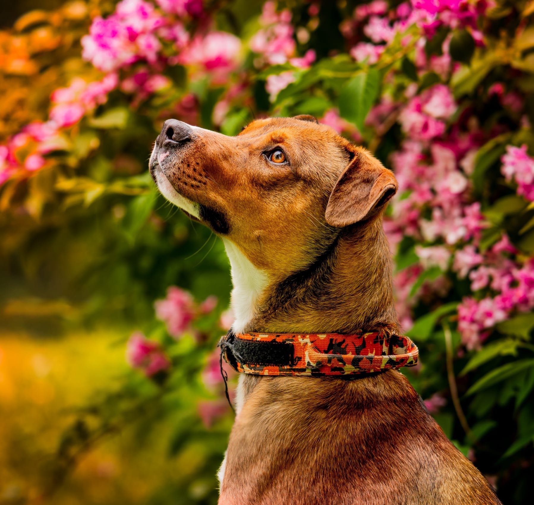 Photo de l'animal à adopté