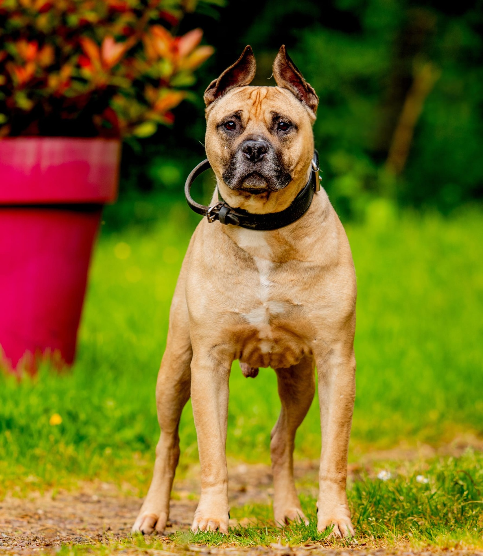 Photo de l'animal à adopté