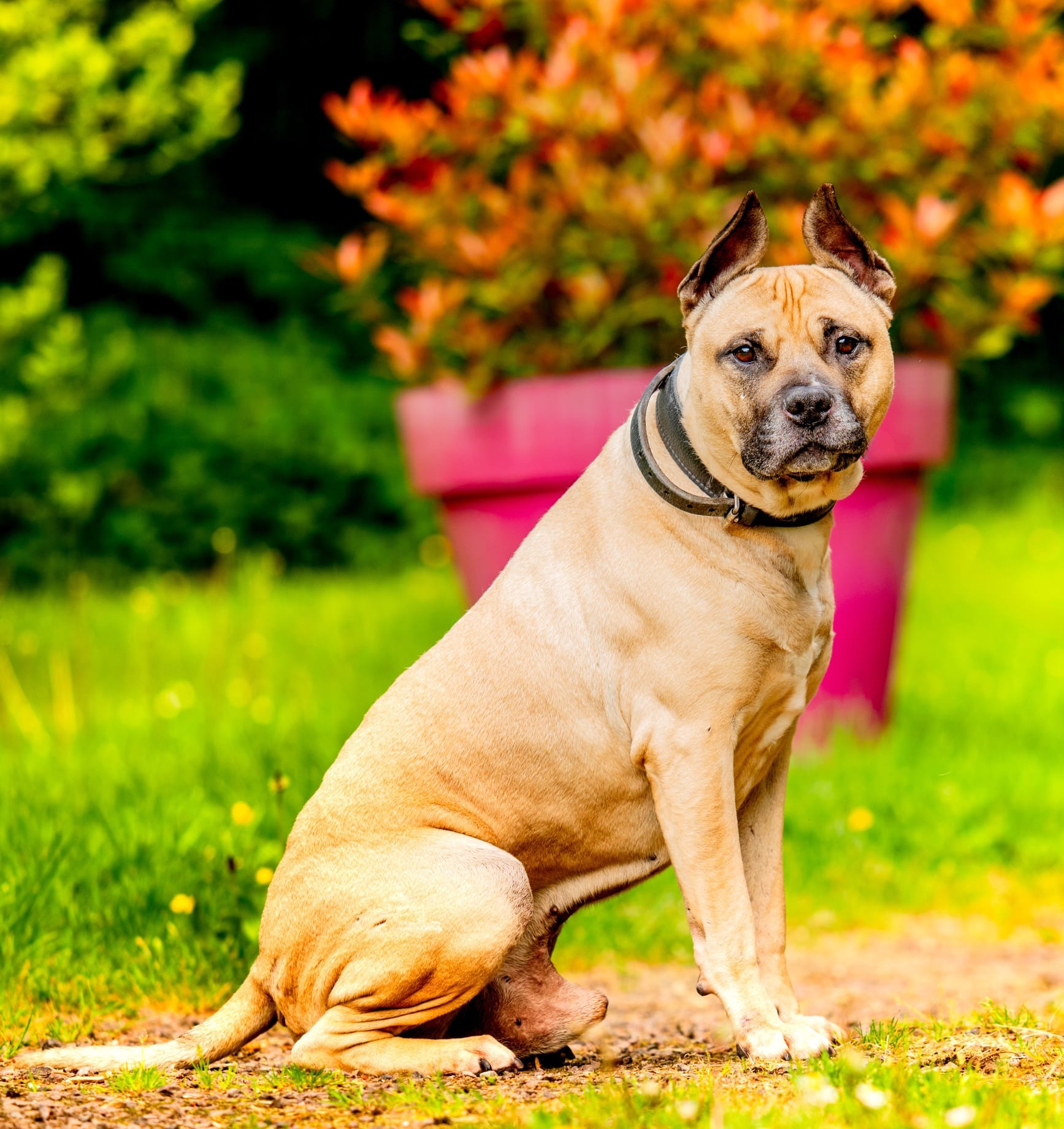 Photo de l'animal à adopté