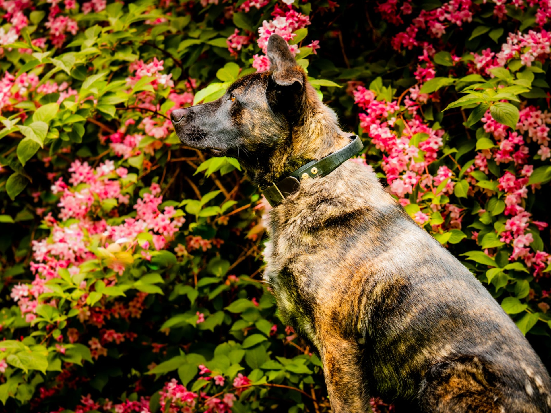 Photo de l'animal à adopté