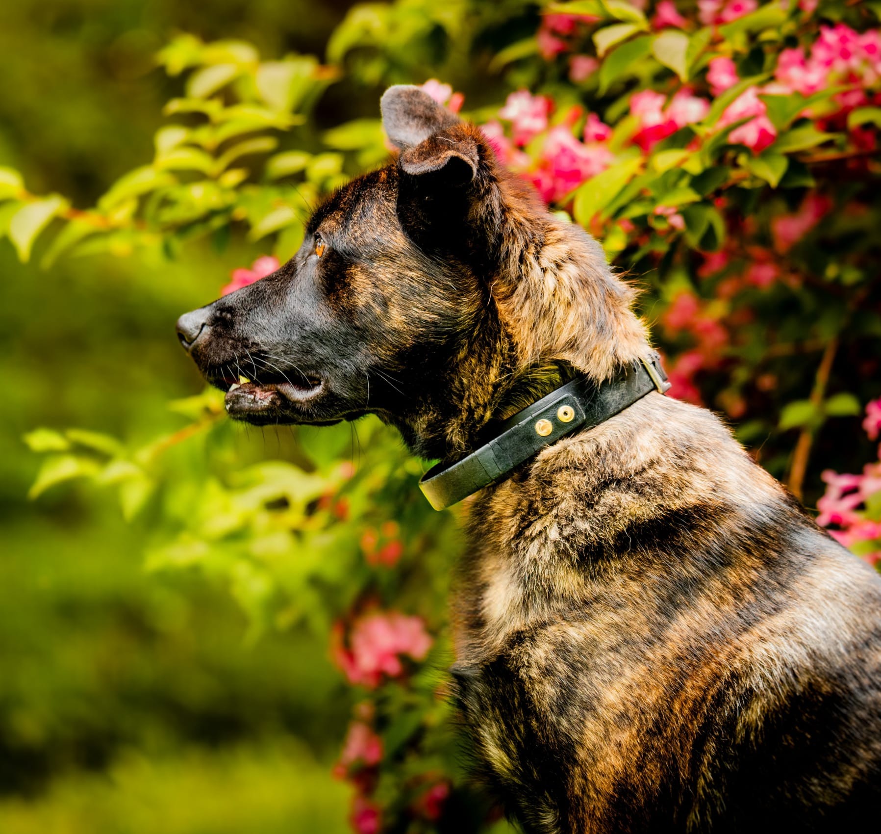 Photo de l'animal à adopté