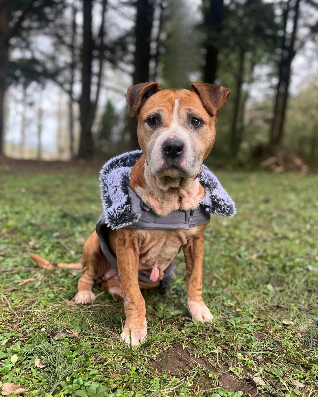 Photo de l'animal à adopté