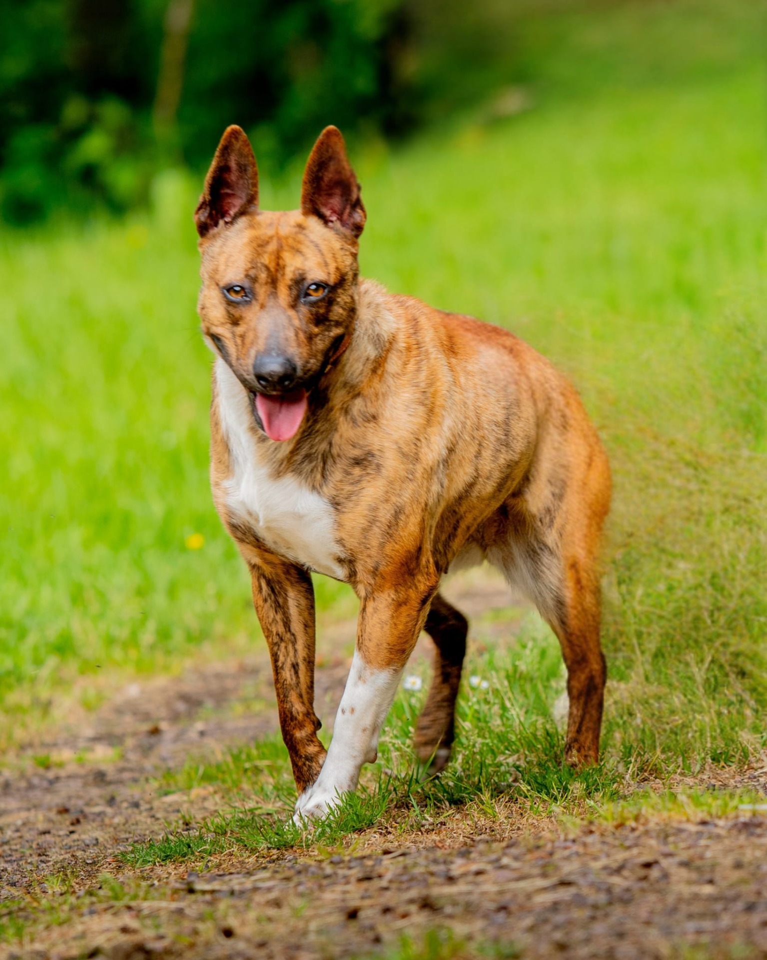 Photo de l'animal à adopté