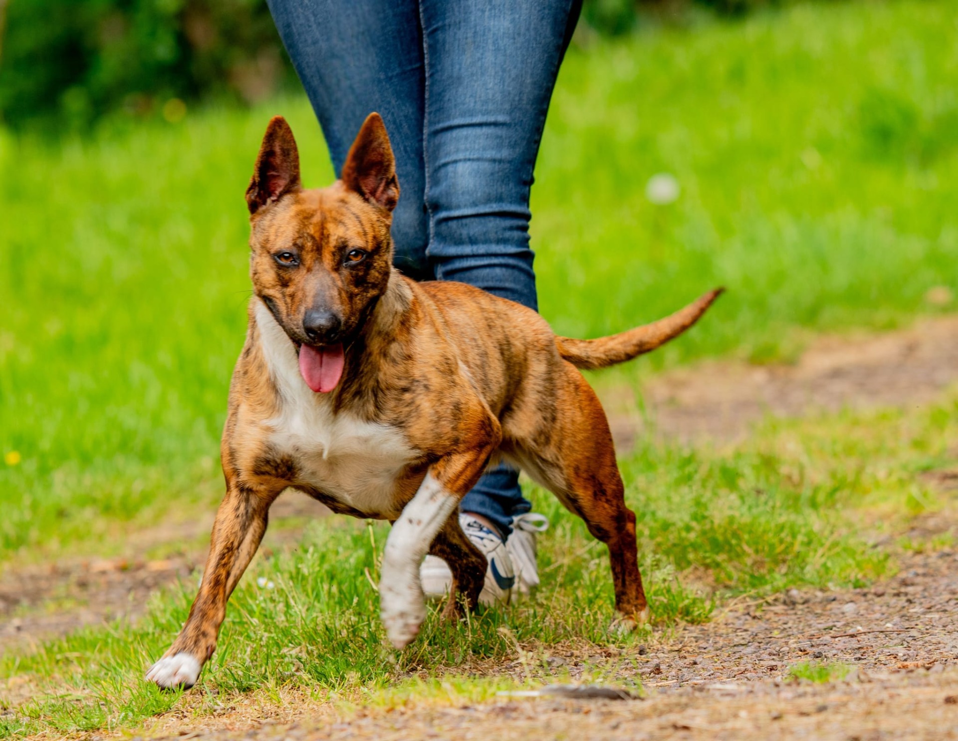 Photo de l'animal à adopté