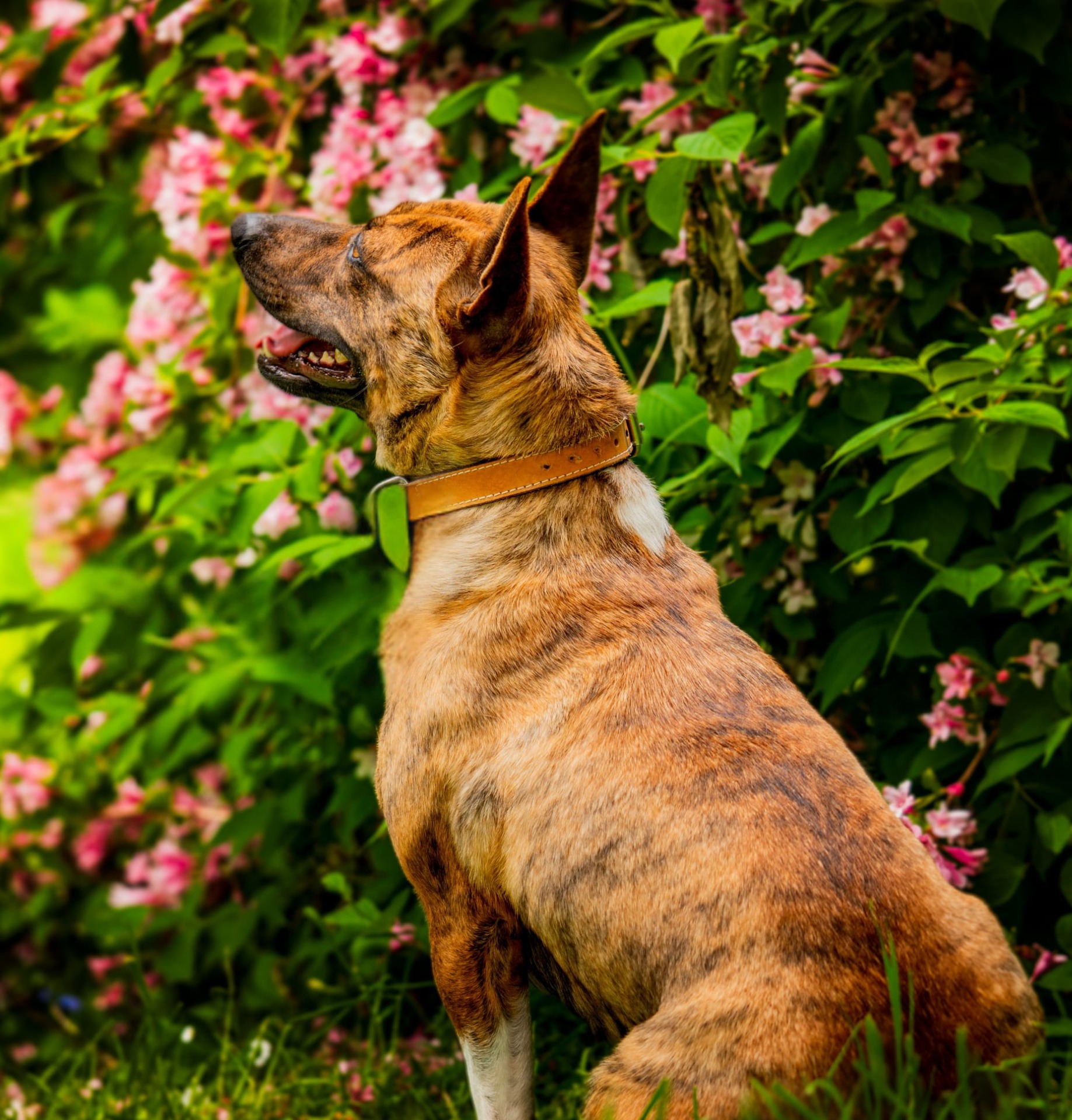 Photo de l'animal à adopté