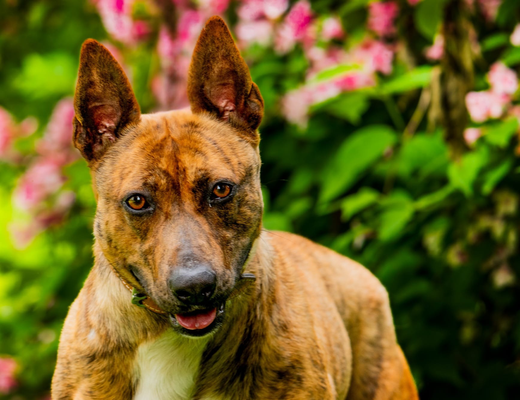 Photo de l'animal à adopté