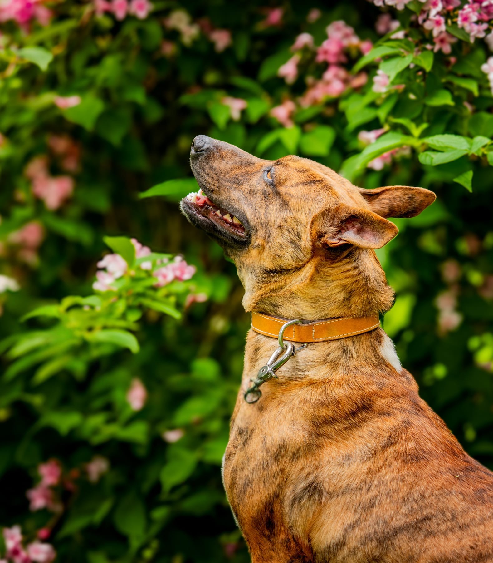 Photo de l'animal à adopté