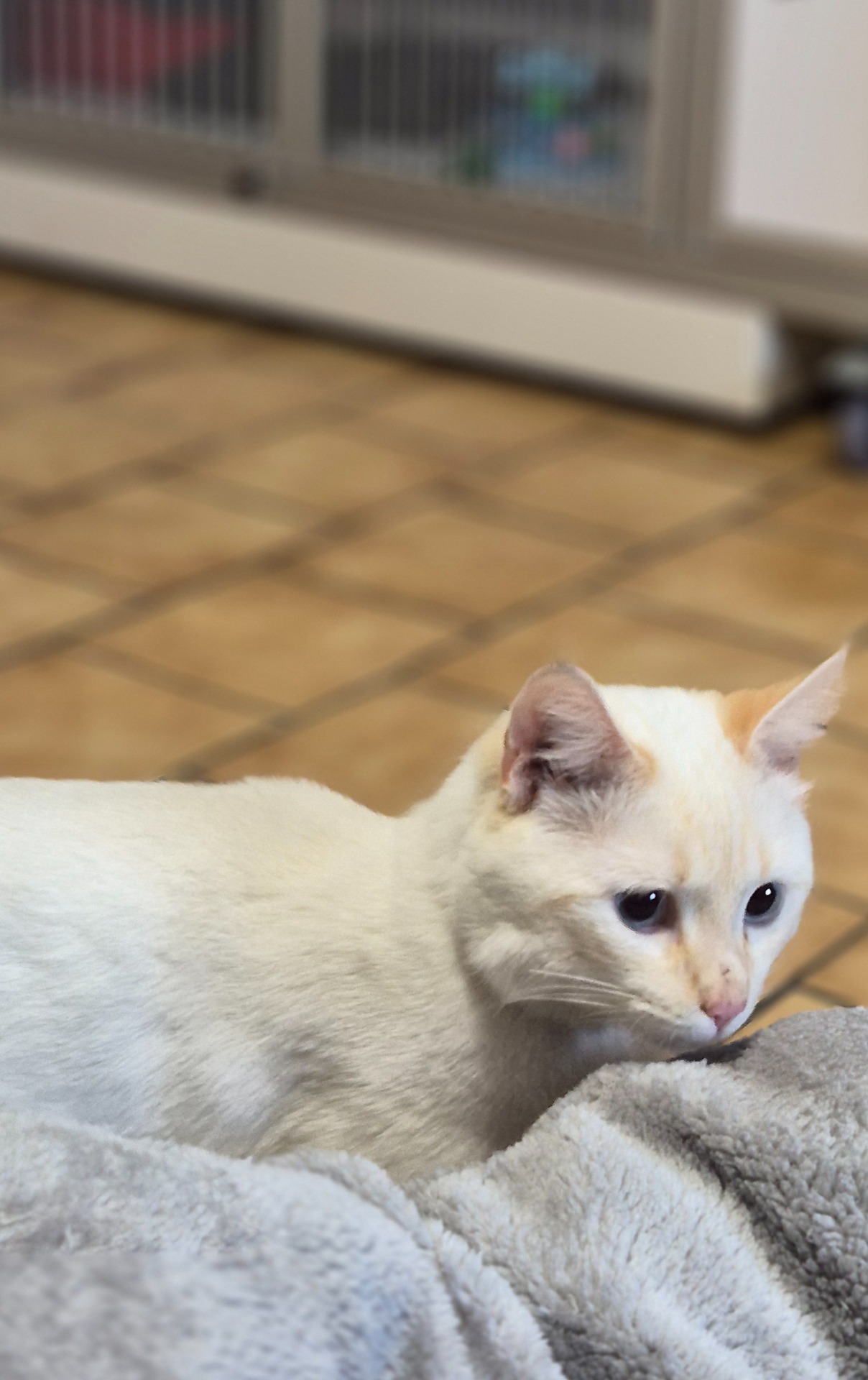 Photo de l'animal à adopté