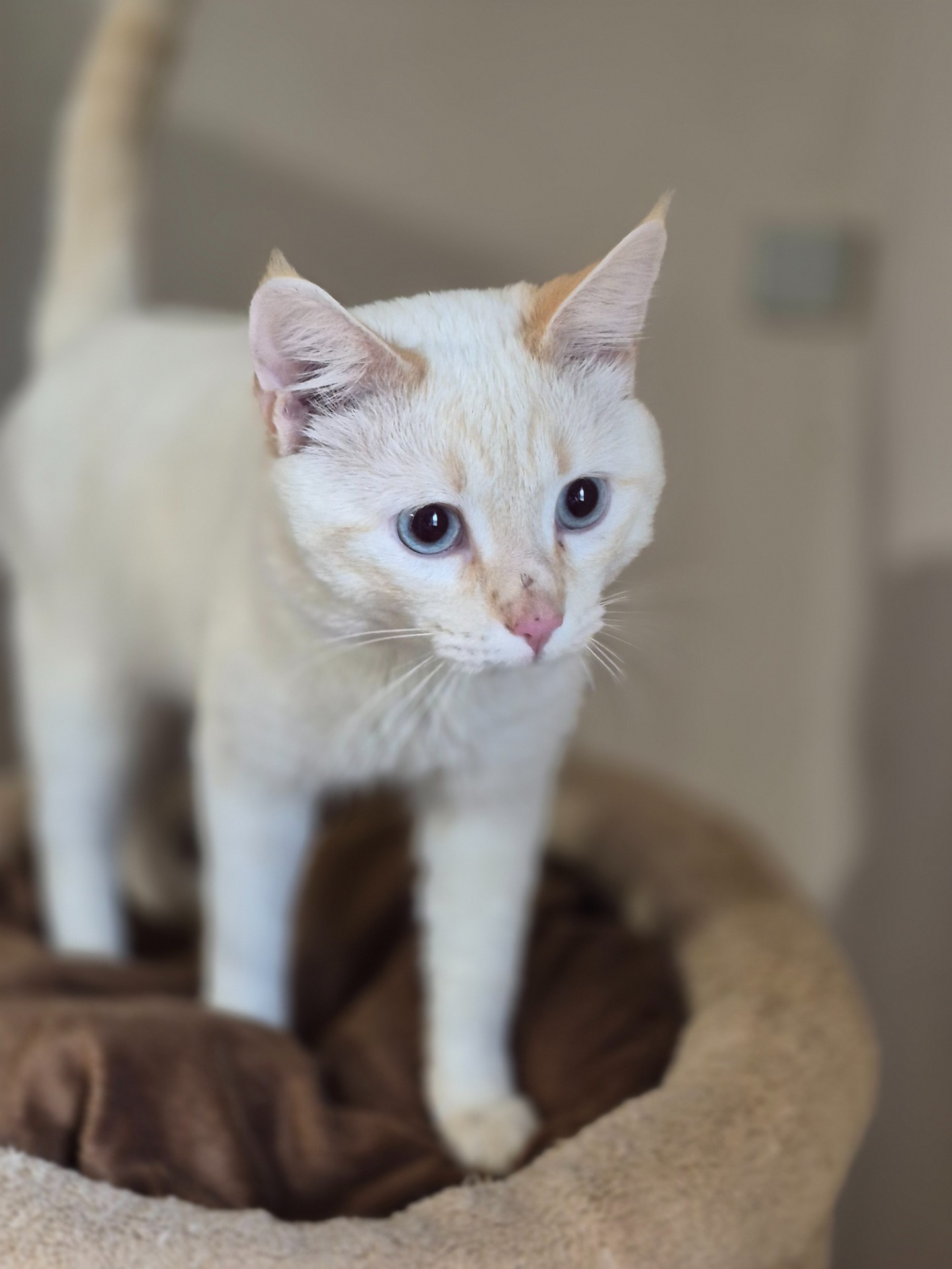 Photo de l'animal à adopté