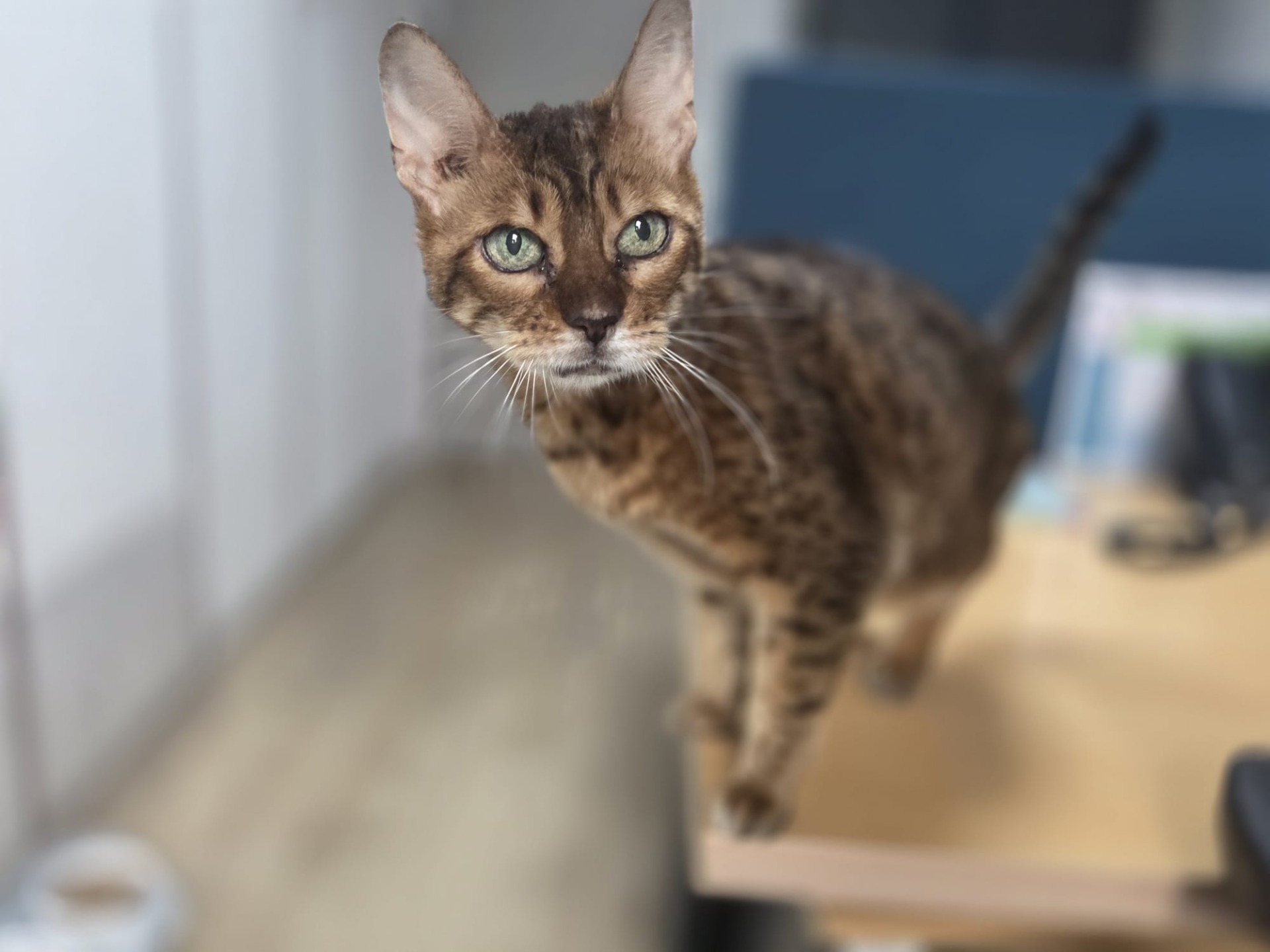 Photo de l'animal à adopté