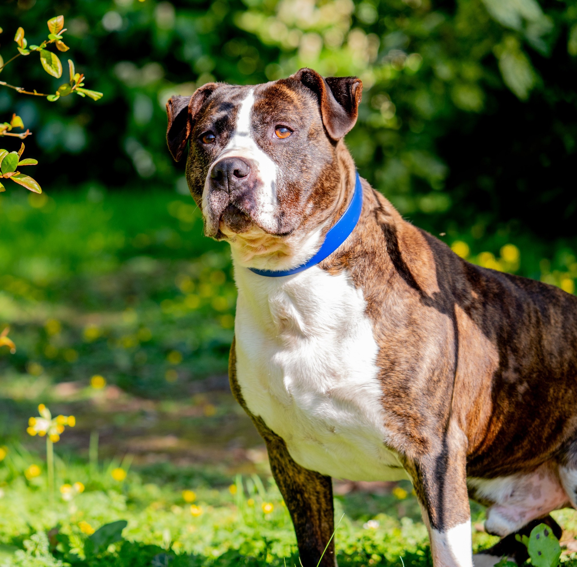 Photo de l'animal à adopté