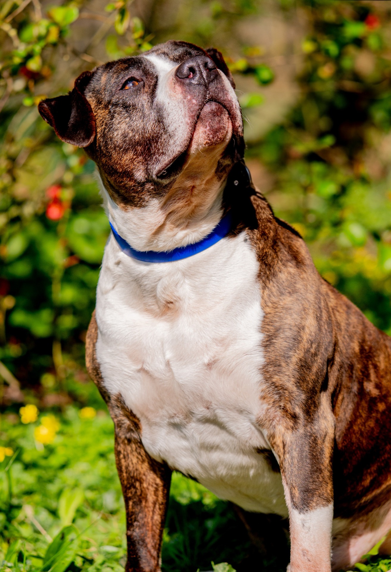 Photo de l'animal à adopté