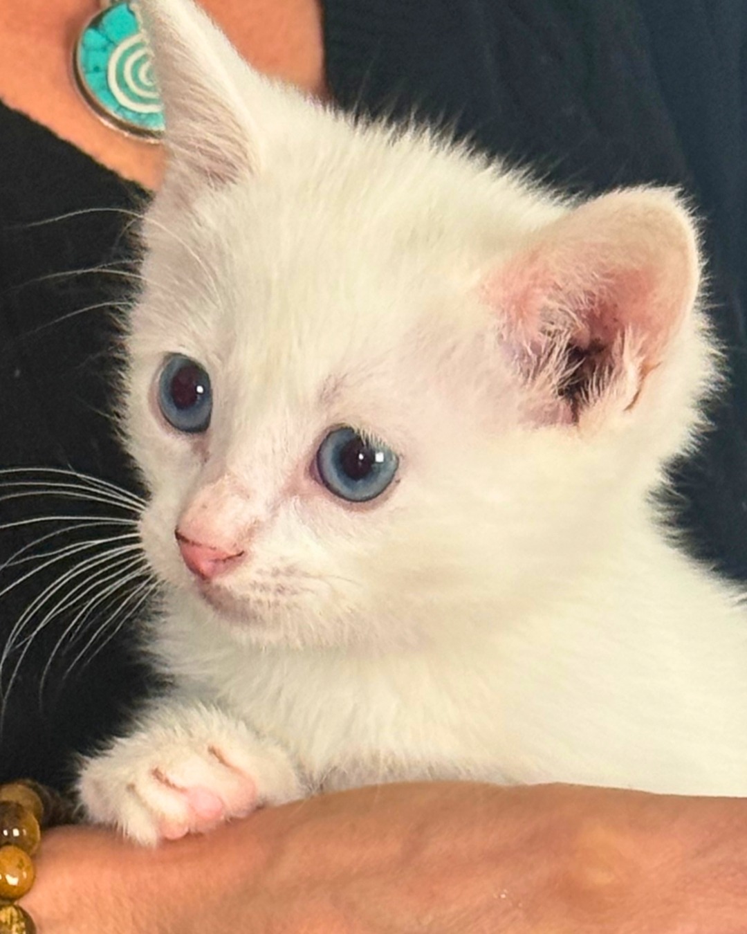 Photo de l'animal à adopté