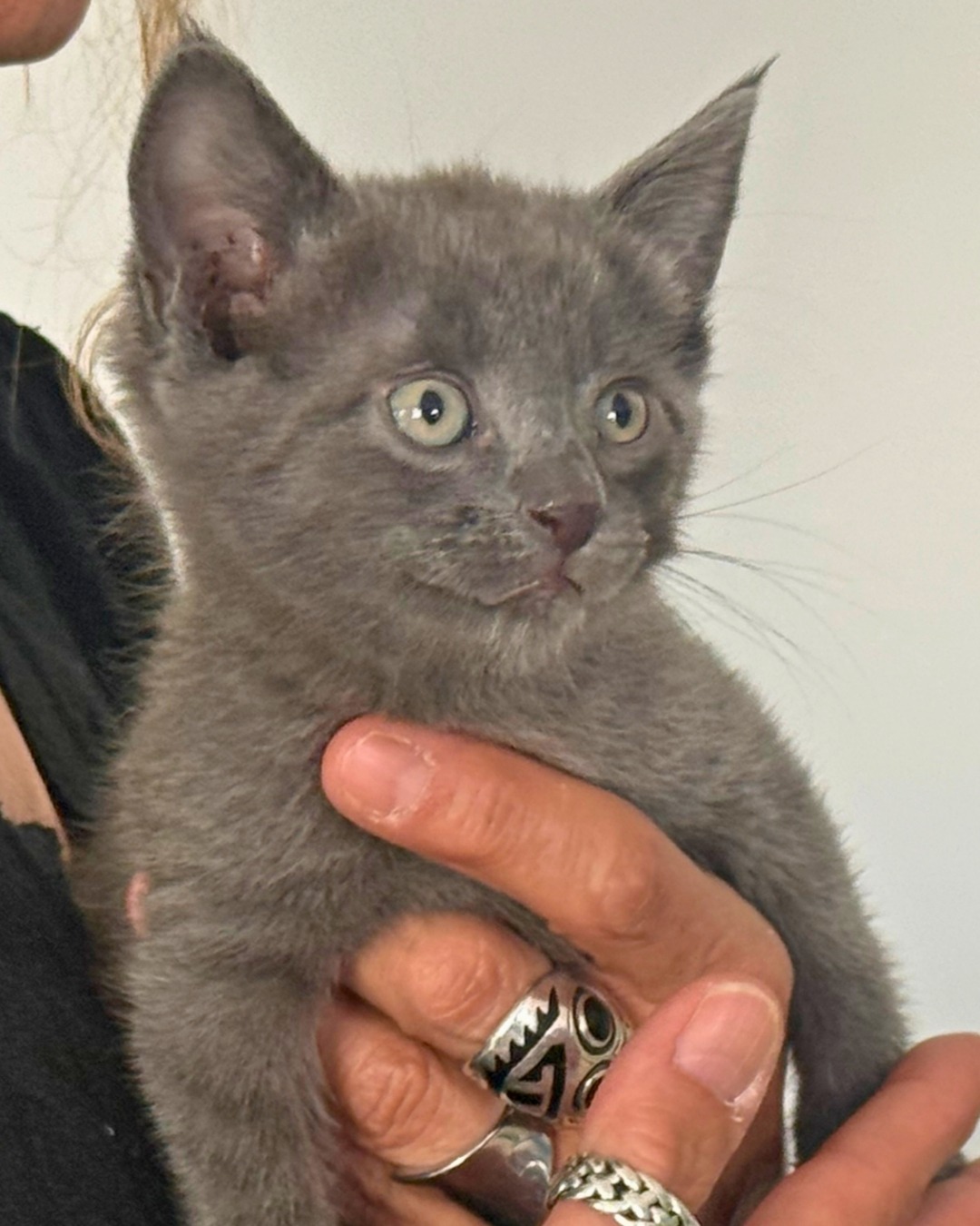 Photo de l'animal à adopté