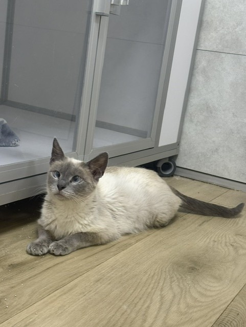 Photo de l'animal à adopté