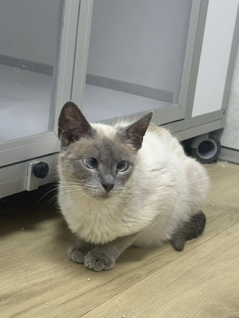 Photo de l'animal à adopté
