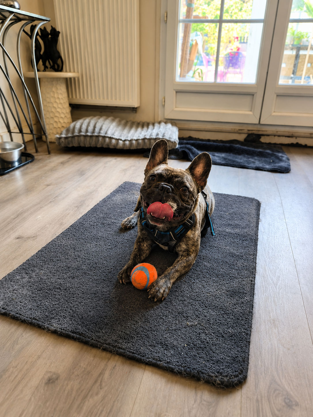 Photo de l'animal à adopté