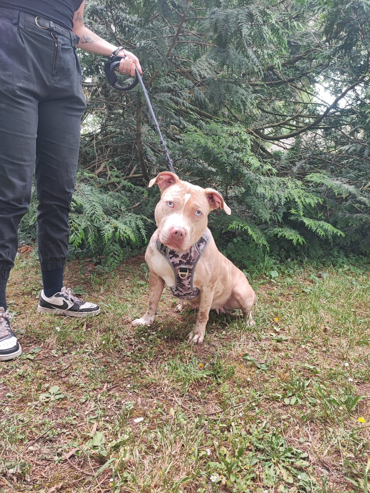 Photo de l'animal à adopté